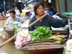 lotus vendor.JPG (173 KB)